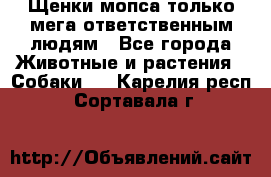 Щенки мопса только мега-ответственным людям - Все города Животные и растения » Собаки   . Карелия респ.,Сортавала г.